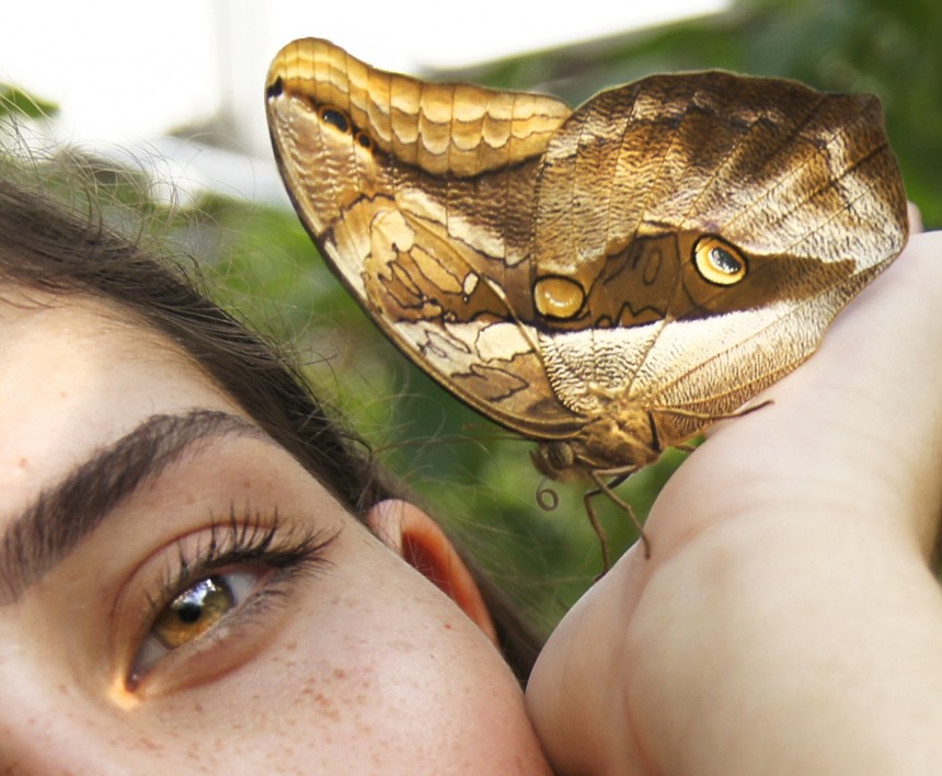 Athina Butterfly Edit
